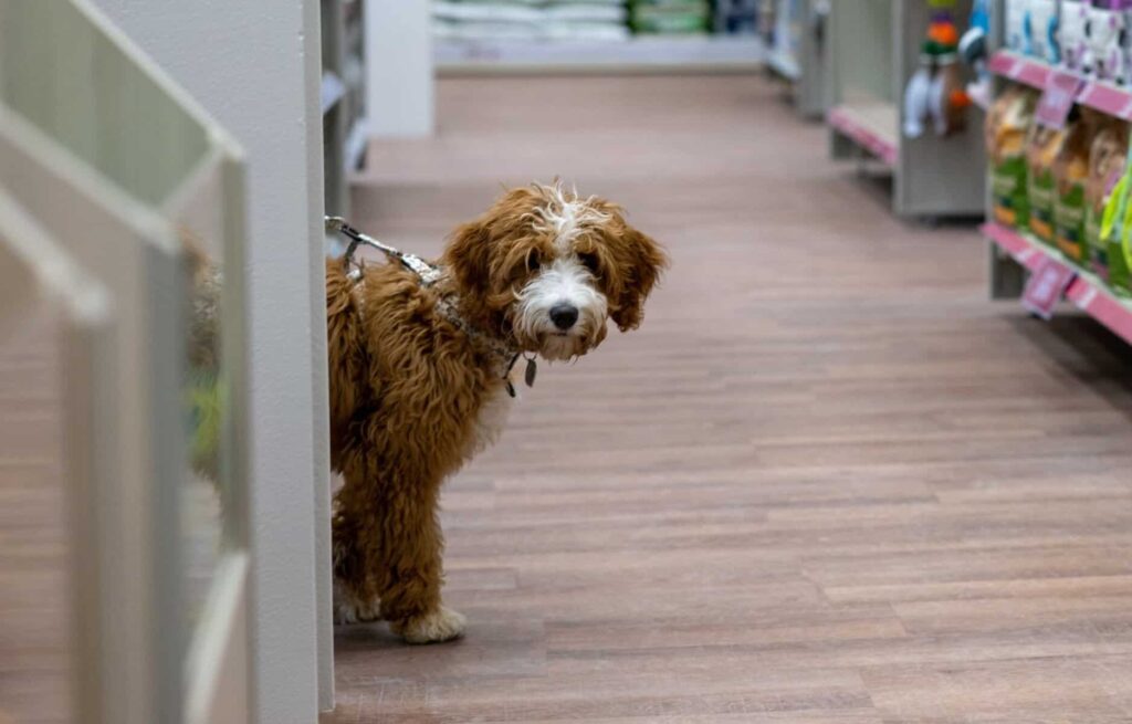 Pets-at-Home-delivers-on-key-strategic-elements-in-FY24-1